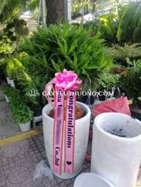 자마이카 - Trúc bách hợp chậu sứ lớn - Cây tặng đối tác hàn quốc sang trọng