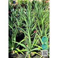 01 Cây Nha Đam giống Mỹ trưởng thành, cao từ 45cm đến 60cm nặng trên 3kg, cho bẹ to năng suất cao.