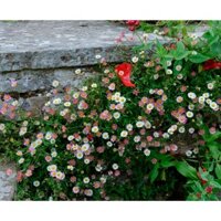 0.1GR 1100.HẠT Hạt Giống Hoa Cúc Thạch Thảo Mexico Mix (| -KD: B34*V52)