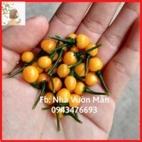 03 Hạt Giống Ớt Mắc Nhất Thế Giới Aji Charapita 570trkg Loại Ớt Ngon Và Đắt Nhất Thế Giới