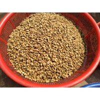 0.5 KG HẠT GIỐNG Cà Phê MÍT [ HẠT ĐẸP tuyển chọn BAO NẢY MÂM ] "