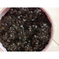 0.5 kg Hạt giống Muồng đen (Hạt tuyển chọn, tỷ lệ nảy mầm cao). (Hoàn Xu xtra + ...)