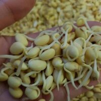 0.5 kg Mầm đậu nành 100 nguyên chất hanmade