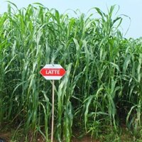 0,5kg cỏ Cao lương Sudan Super BMR