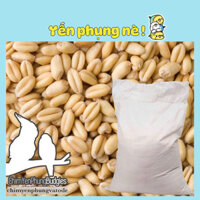 [1 BAO 25KG] Hạt Giống Cỏ Lúa Mì • Wheatgrass • Cỏ Mèo - Ép Nước Uống (Hạt Đẹp)