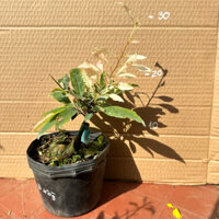 (1 cây) Cây hồng tuyết mai (bạch mai đọt hồng) - hoa từ 8-12 cánh, đọt non lúc màu hồng, lúc màu trắng tuỳ thời tiết