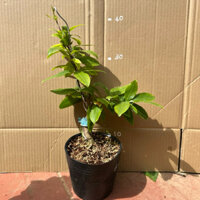 (1 cây) Cây hồng tuyết mai (bạch mai) - (đảm bảo mặt hoa) gốc đẹp, hoa đẹp, màu trắng