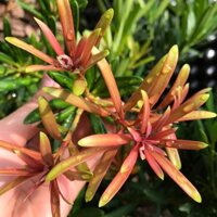 (1 cây) Cây tùng Ngọc như ý- Cây giống sưu tầm