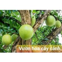 1 cây đào tiên vn giống chuẩn (shopnhabongmk)