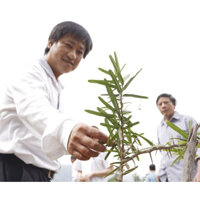 1 cây giống Xáo tam phân Hòn Hèo , Khánh Hòa_thần dược chữa 5 bệnh ung thư rất hiệu quả.