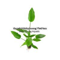 1 CÂY LAN NƯỚC BÁCH DIỆP THẢO THỦY SINH