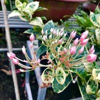 (1 chậu) Cây bông trang cảm thạch, lá trung