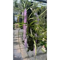 1 chậu Phong lan đuôi chồn