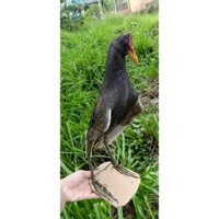 1 cúm núm, gà đồng, gà nước bơm keo mô hình