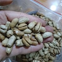 1 KG Hạt giống Cây Chà Là Cảnh, Chà Là Kiểng. [ GIAO HÀNG NHANH ]