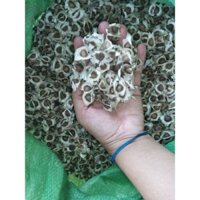 1 KG HẠT GIỐNG CÂY CHÙM NGÂY [ HẠT TUYỂN CHỌN ĐẸP BAO NẢY MẦM ]. _)