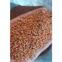 1 KG HẠT GIỐNG CÂY MUỒNG VÀNG  [ Cải tạo ĐẤT+ Che nắng, chắn gió cho các cây con ] [ FREESHIP EXTRA + HOÀN XU EXTRA ]