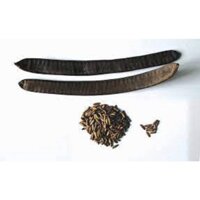 1 KG HẠT GIỐNG CÂY PHƯỢNG VĨ đỏ(Tên gọi khác: cây Phượng Đỏ, cây Xoan Tây, cây Điệp Tây - freeship xtra plus+ XU EXTRA ]