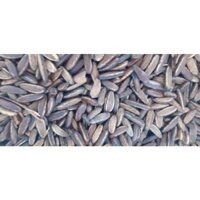 1 KG Hạt giống CÂY PHƯỢNG VỸ. [ MỚI ]