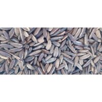 1 KG Hạt giống CÂY PHƯỢNG VỸ. [ FREESHIP EXTRA + ] [ GHN)