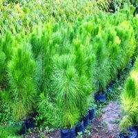 1 KG HẠT GIỐNG CÂY THÔNG [ HẠT MỚI ĐẸP TUYỂN CHỌN ] [GHN)