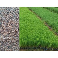 1 KG HẠT GIỐNG CÂY THÔNG CARIBe [ HẠT MỚI ĐẸP TUYỂN CHỌN ] (GHN Express)