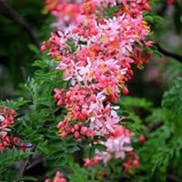 1 KG HẠT GIỐNG MUỒNG HOA ĐÀO [ hạt đẹp tuyển chọn bao nảy mầm có bảo hành ] [ RẺ HƠN HOÀN TIỀN ]