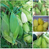 1 kg hạt giống ngô nếp nù - HẠT GIỐNG QUỲNH NGA