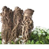1 kg sâm đương quy khô- có vị ngọt cay tính ấm