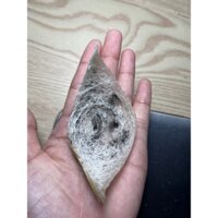 1 tổ Yến thô nguyên tổ giá dùng thử, tặng kèm táo, đường phèn, hạt chia