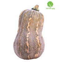 1 trái bí hồ lô 3.2 _4 kg DSFDSF ( Cây xanh ngọc lan 47)