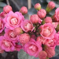 1 vỉ hoa sống đời mix 4 màu