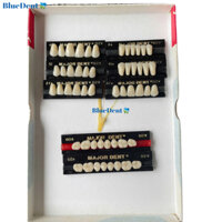 1 Vĩ Răng Nhựa D2 Tháo Lắp Có 3 Lớp Cao Cấp Major 6R Hoặc 8R