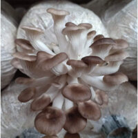 10 bịch phôi nấm bào ngư xám 1400g/ 1 bịch