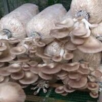 10 Bịt Phôi Nấm Bào Ngư Xám