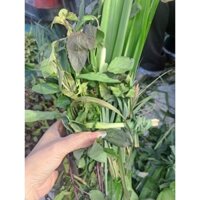 10 bó lá thơm thảo mộc dùng nấu nước gội đầu hoặc xông hơi giải cảm,làm thơm nhà cửa