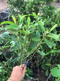 10 cây cà na thái