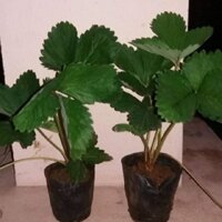 10 cây giống dâu tây chịu nhiệt tốt trồng nơi nắng nóng