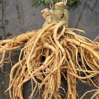 10 cây giống đinh lăng Lá nếp (cây tốt)( CÂY GIỐNG EAKMAT HÒA THẮNG )