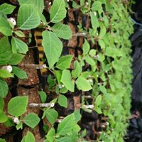 10 Cây giống hoa trạng nguyên