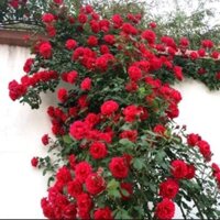 10 cây hoa hồng leo 10 loại 10 màu.