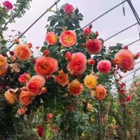 10 cây hoa hồng leo pháp đầy đủ màu hoa
