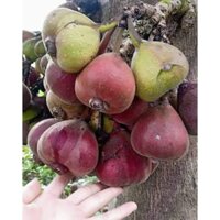 10 cây vả mật Huế hay cây sung mật Việt Nam