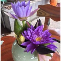 10 củ hoa súng thái các màu hoa nhỏ mịn