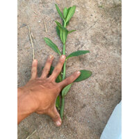 10 hom giống cây thạch anh