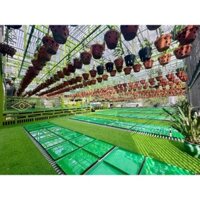 10 khay làm mát tiện lợi cho lan