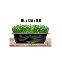 10 Khay Nhựa Trồng Rau 65x42x16cm nhựa Tân Hoa Thịnh