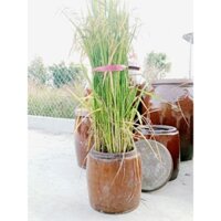 10 lít 🌿🌿 Khạp làm mắm, lu gạo Nam Bộ, chậu trồng sen🍃🍃