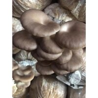 10 phôi nấm bào ngư xám dài - ngắn