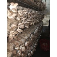10 phôi nấm bào ngư xám hữu cơ ( 1000 phôi giá 5k tại trại)